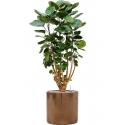 Plant in Pot Aralia Polycias Fabian 110 cm kamerplant in Cylinder Gold 30 cm bloempot