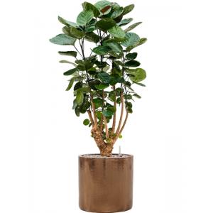 Plant in Pot Aralia Polycias Fabian 110 cm kamerplant in Cylinder Gold 30 cm bloempot