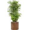 Plant in Pot Aralia Poryclias Ming kamerplant 110 cm in Cyclinder Gold 30 cm bloempot