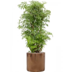 Plant in Pot Aralia Poryclias Ming kamerplant 110 cm in Cyclinder Gold 30 cm bloempot