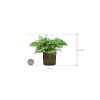 Plant in Pot Asplenium Dimorphum Parvati 70 cm kamerplant in Cylinder Green 30 cm bloempot
