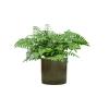 Plant in Pot Asplenium Dimorphum Parvati 70 cm kamerplant in Cylinder Green 30 cm bloempot