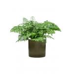 Plant in Pot Asplenium Dimorphum Parvati 70 cm kamerplant in Cylinder Green 30 cm bloempot