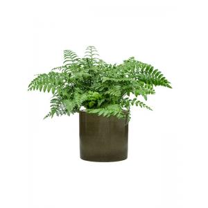 Plant in Pot Asplenium Dimorphum Parvati 70 cm kamerplant in Cylinder Green 30 cm bloempot