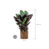 Plant in Pot Calathea Sanderiana 105 cm kamerplant in Cylinder Gold 30 cm bloempot