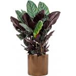 Plant in Pot Calathea Sanderiana 105 cm kamerplant in Cylinder Gold 30 cm bloempot