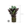 Plant in Pot Calathea Sanderiana 105 cm kamerplant in Cylinder Green 30 cm bloempot