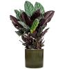Plant in Pot Calathea Sanderiana 105 cm kamerplant in Cylinder Green 30 cm bloempot