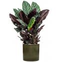 Plant in Pot Calathea Sanderiana 105 cm kamerplant in Cylinder Green 30 cm bloempot