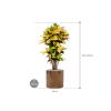 Plant in Pot Croton Variegatum Mrs Iceton 140 cm kamerplant in Cylinder Gold 40 cm bloempot
