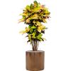 Plant in Pot Croton Variegatum Mrs Iceton 140 cm kamerplant in Cylinder Gold 40 cm bloempot