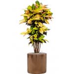 Plant in Pot Croton Variegatum Mrs Iceton 140 cm kamerplant in Cylinder Gold 40 cm bloempot