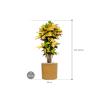 Plant in Pot Croton Variegatum Mrs Iceton 140 cm kamerplant in Cylinder Honey 40 cm bloempot