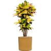 Plant in Pot Croton Variegatum Mrs Iceton 140 cm kamerplant in Cylinder Honey 40 cm bloempot