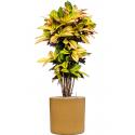 Plant in Pot Croton Variegatum Mrs Iceton 140 cm kamerplant in Cylinder Honey 40 cm bloempot