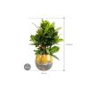 Plant in Pot Croton Variegatum Petra 75 cm kamerplant in Lindy Ochre 30 cm bloempot