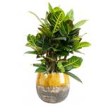 Plant in Pot Croton Variegatum Petra 75 cm kamerplant in Lindy Ochre 30 cm bloempot