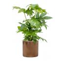 Plant in Pot Fatsia Japonica 90 cm kamerplant in Cylinder Gold 30 cm bloempot