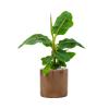 Plant in Pot Musa Dwarf Cavandish 85 cm kamerplant in Cylinder Gold 30 cm bloempot