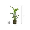 Plant in Pot Strelitzia Nicolai 135 cm kamerplant in Cylinder Green 30 cm bloempot