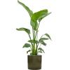 Plant in Pot Strelitzia Nicolai 135 cm kamerplant in Cylinder Green 30 cm bloempot