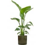 Plant in Pot Strelitzia Nicolai 135 cm kamerplant in Cylinder Green 30 cm bloempot