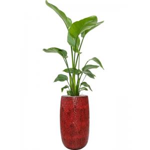Plant in Pot Strelitzia Nicolai 170 cm kamerplant in Marly L Deep Red 36 cm bloempot