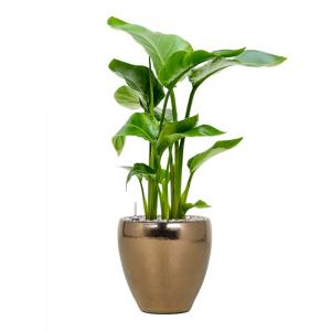 Plant in Pot Strelitzia Nicolai 65 cm kamerplant in Amora Gold 21 cm bloempot