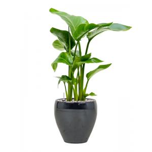 Plant in Pot Strelitzia Nicolai 65 cm kamerplant in Amora Metal Blue 21 cm bloempot