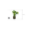 Plant in Pot Monstera Deliciosa 100 cm kamerplant in Cylinder green 30 cm bloempot