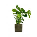Plant in Pot Monstera Deliciosa 100 cm kamerplant in Cylinder green 30 cm bloempot