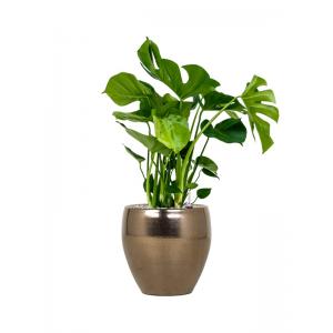 Plant in Pot Monstera Deliciosa 75 cm kamerplant in Amora Gold 26 cm bloempot