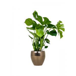 Plant in Pot Monstera Deliciosa 95 cm kamerplant in Amora Gold 26 cm bloempot