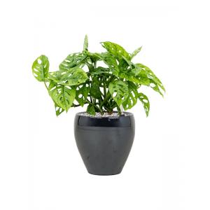 Plant in Pot Monstera Obliqua 45 cm kamerplant in Amora Metal Blue 21 cm bloempot