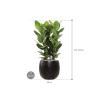 Plant in Pot Ficus Benghalensis Audrey 110 cm kamerplant in Marly Black 41 cm bloempot