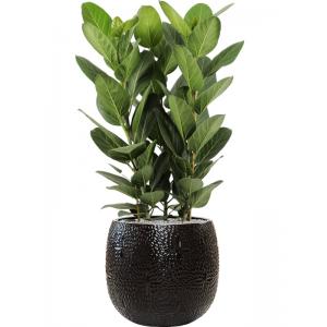 Plant in Pot Ficus Benghalensis Audrey 110 cm kamerplant in Marly Black 41 cm bloempot