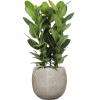 Plant in Pot Ficus Benghalensis Audrey 110 cm kamerplant in Marly Cream 41 cm bloempot