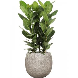 Plant in Pot Ficus Benghalensis Audrey 110 cm kamerplant in Marly Cream 41 cm bloempot