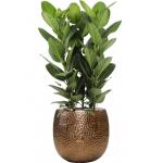 Plant in Pot Ficus Benghalensis Audrey 110 cm kamerplant in Marly Gold 41 cm bloempot