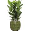 Plant in Pot Ficus Benghalensis Audrey 110 cm kamerplant in Marly Green 41 cm bloempot