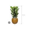 Plant in Pot Ficus Benghalensis Audrey 110 cm kamerplant in Marly Honey 41 cm bloempot