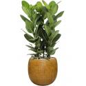 Plant in Pot Ficus Benghalensis Audrey 110 cm kamerplant in Marly Honey 41 cm bloempot