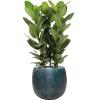 Plant in Pot Ficus Benghalensis Audrey 110 cm kamerplant in Marly Ocean Blue 41 cm bloempot