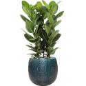 Plant in Pot Ficus Benghalensis Audrey 110 cm kamerplant in Marly Ocean Blue 41 cm bloempot