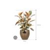 Plant in Pot Ficus Elastica Belize 75 cm kamerplant in Amora Gold 26 cm bloempot