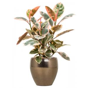 Plant in Pot Ficus Elastica Belize 75 cm kamerplant in Amora Gold 26 cm bloempot