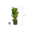 Plant in Pot Ficus Lyrata 125 cm kamerplant in Cylinder Green 30 cm bloempot