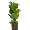 Plant in Pot Ficus Lyrata 125 cm kamerplant in Cylinder Green 30 cm bloempot