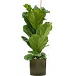Plant in Pot Ficus Lyrata 125 cm kamerplant in Cylinder Green 30 cm bloempot