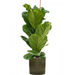 Plant in Pot Ficus Lyrata 125 cm kamerplant in Cylinder Green 30 cm bloempot